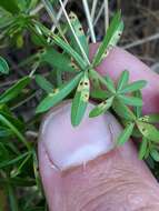 Plancia ëd Puccinia punctata Link 1816