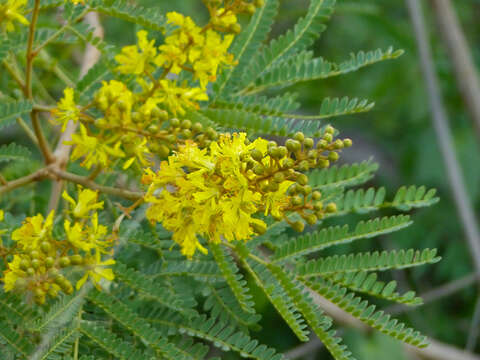 Image of African weeping-wattle