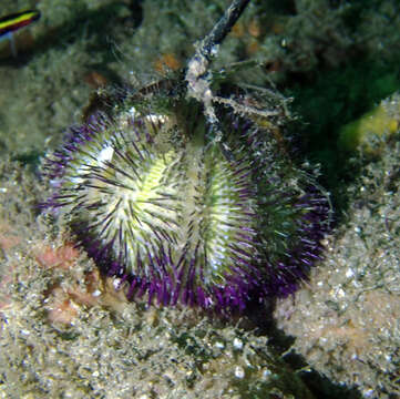 Image of Alexanders sea urchin