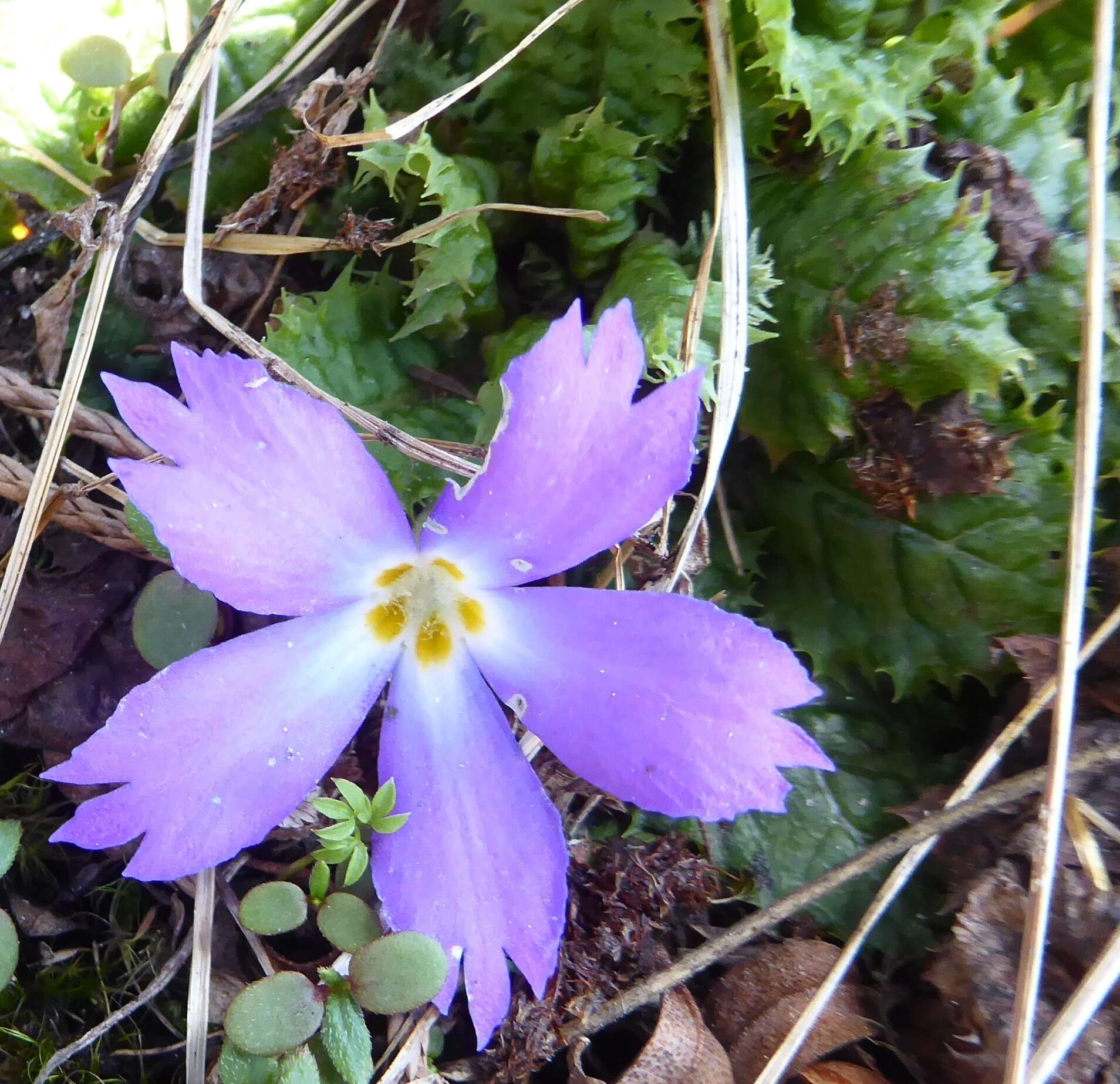 Image of Primula deuteronana Craib