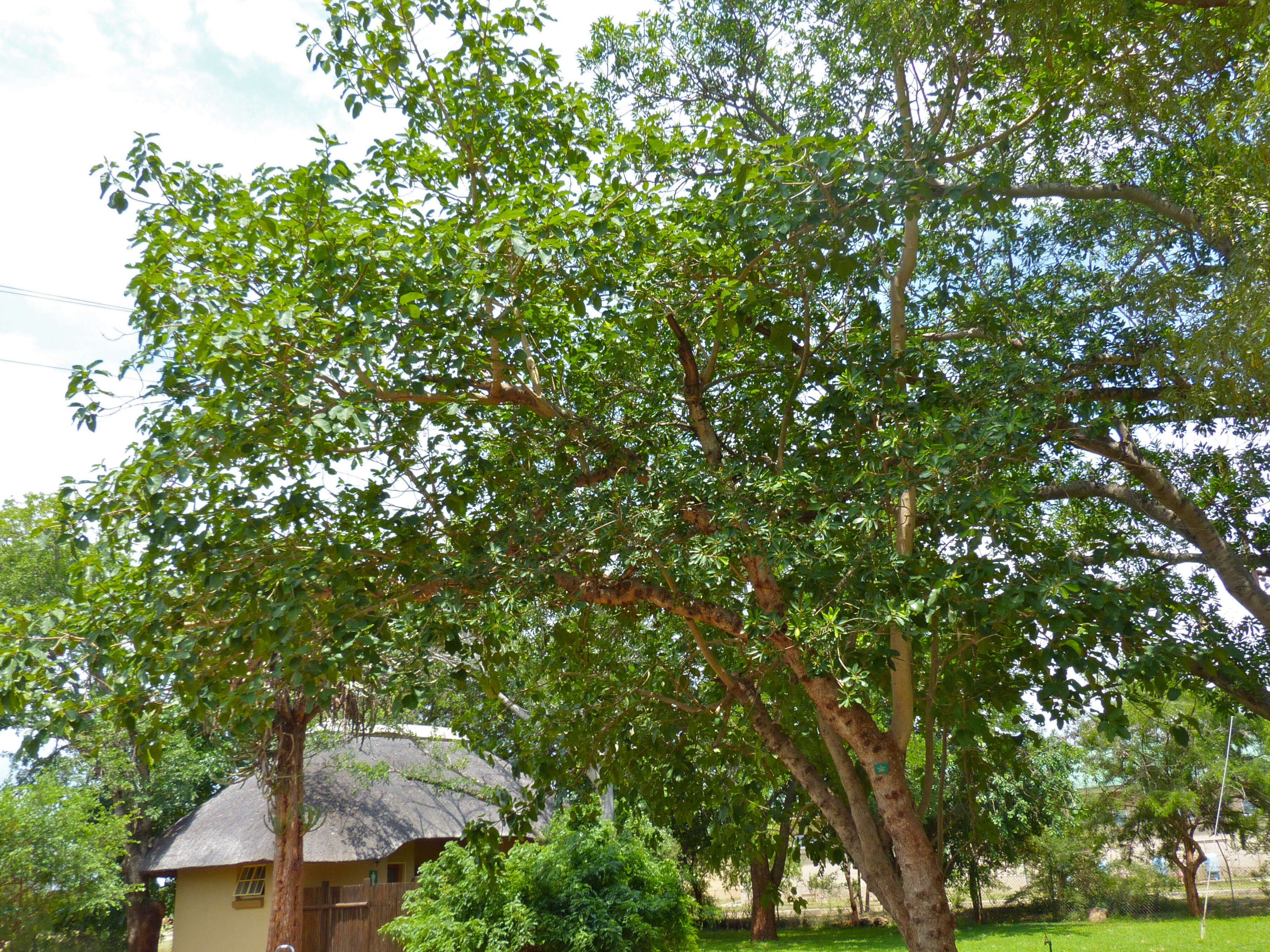 Image of Knobbly fig