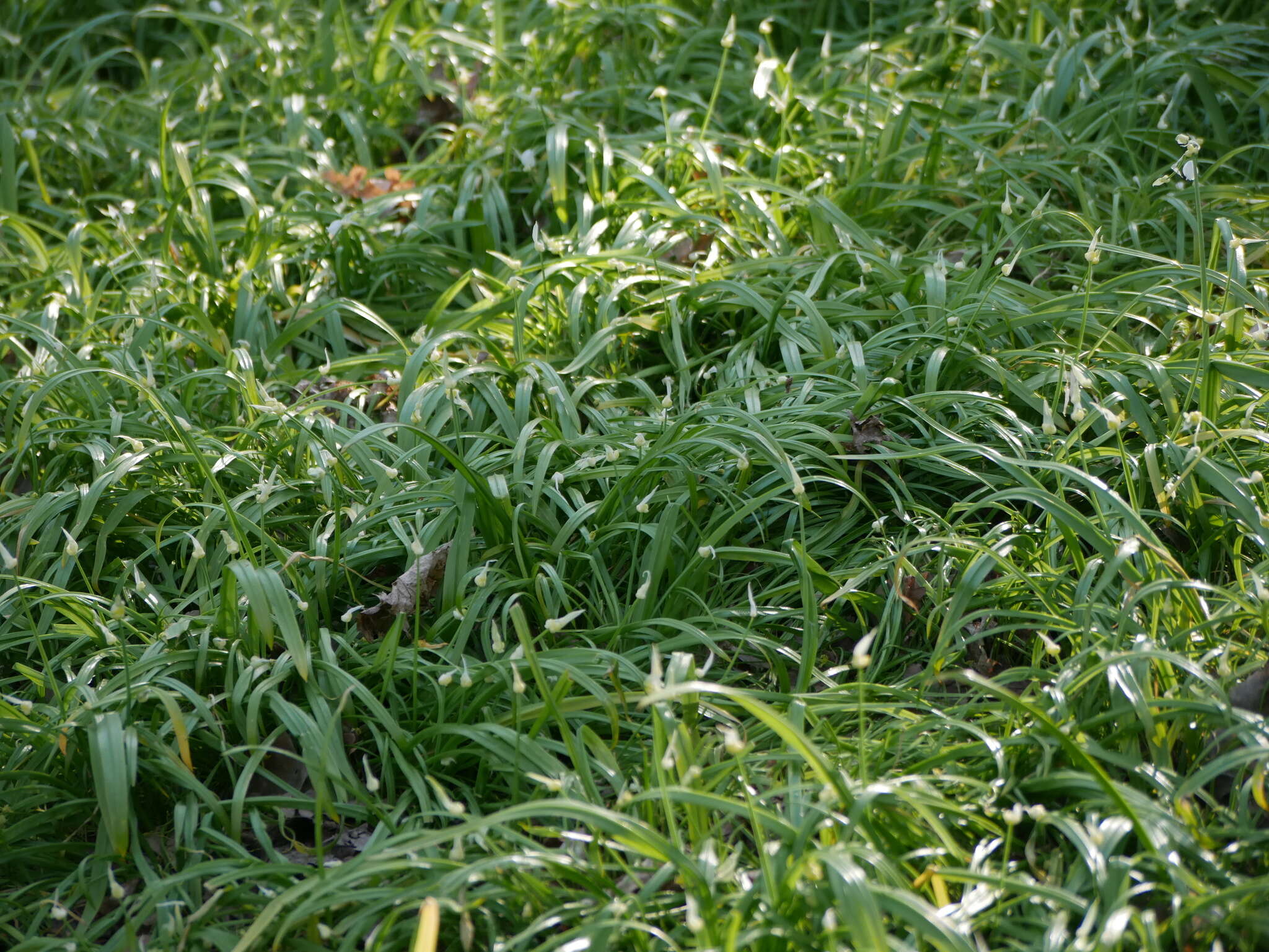 Image of few-flowered leek