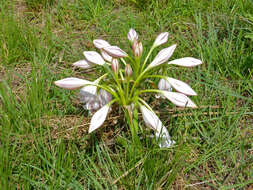 Image de Crinum bulbispermum (Burm. fil.) Milne-Redh. & Schweick.