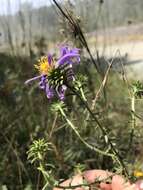 Image of largeflower aster