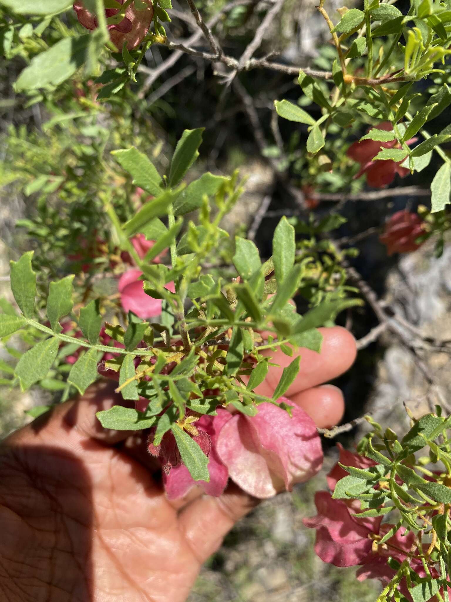 Image de Dodonaea physocarpa F. Müll.