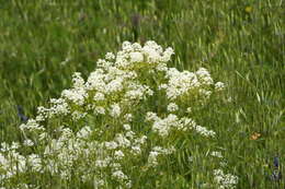 Imagem de Peltaria angustifolia DC.