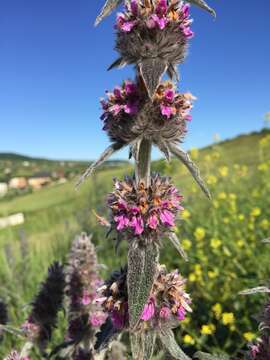 Image of Downy woundwort