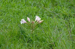 Image de Crinum bulbispermum (Burm. fil.) Milne-Redh. & Schweick.