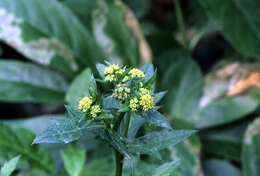 Image of Pacific blacksnakeroot