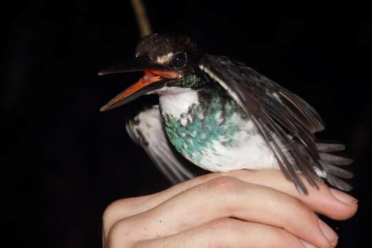 Image of Alcedo peninsulae