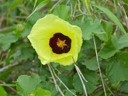 Imagem de Hibiscus cannabinus L.