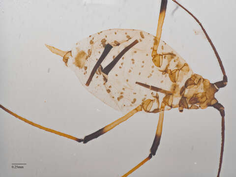 Image of Aphid