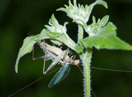 Imagem de Oecanthus californicus pictipennis Hebard 1935