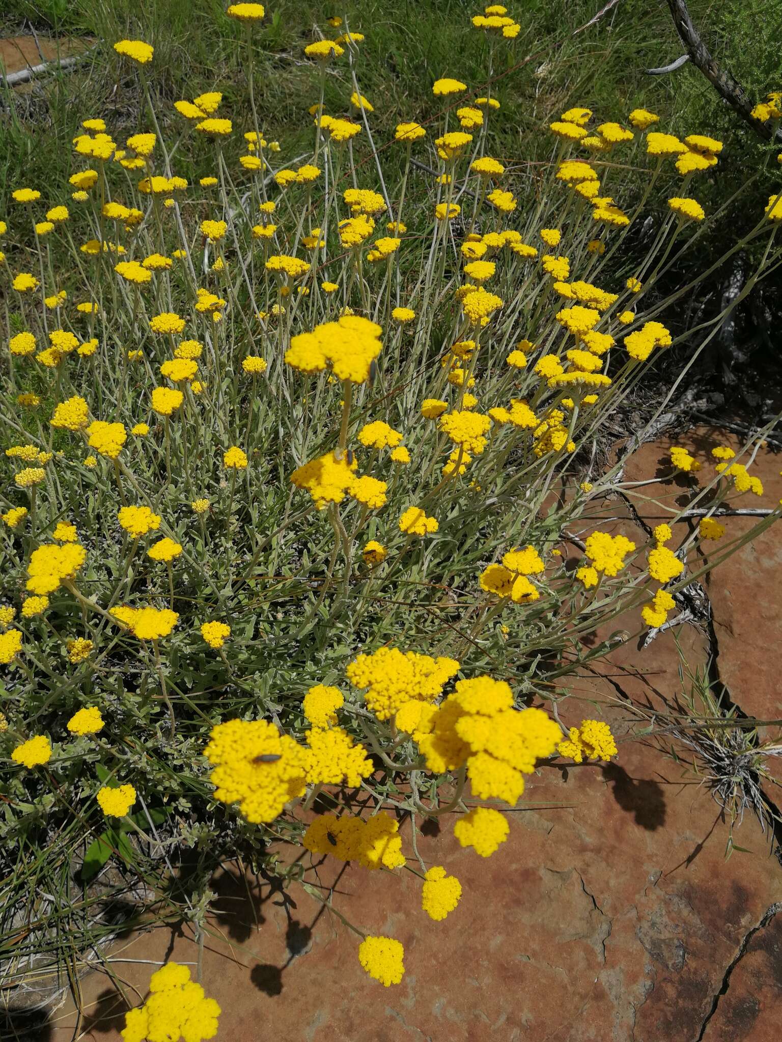 Imagem de Delosperma katbergense L. Bol.