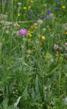 صورة Knautia longifolia (Waldst. & Kit.) Koch