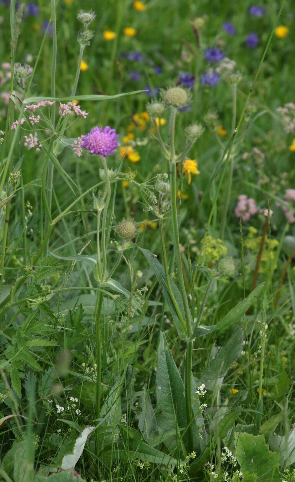 صورة Knautia longifolia (Waldst. & Kit.) Koch