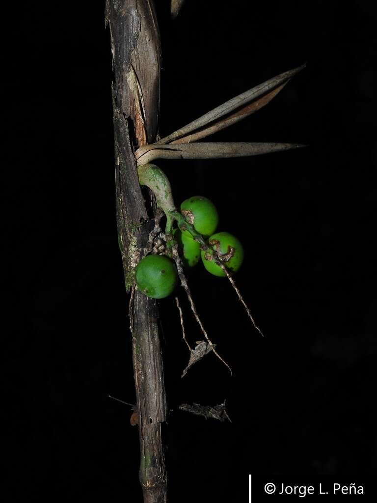 Sivun Bactris schultesii (L. H. Bailey) Glassman kuva