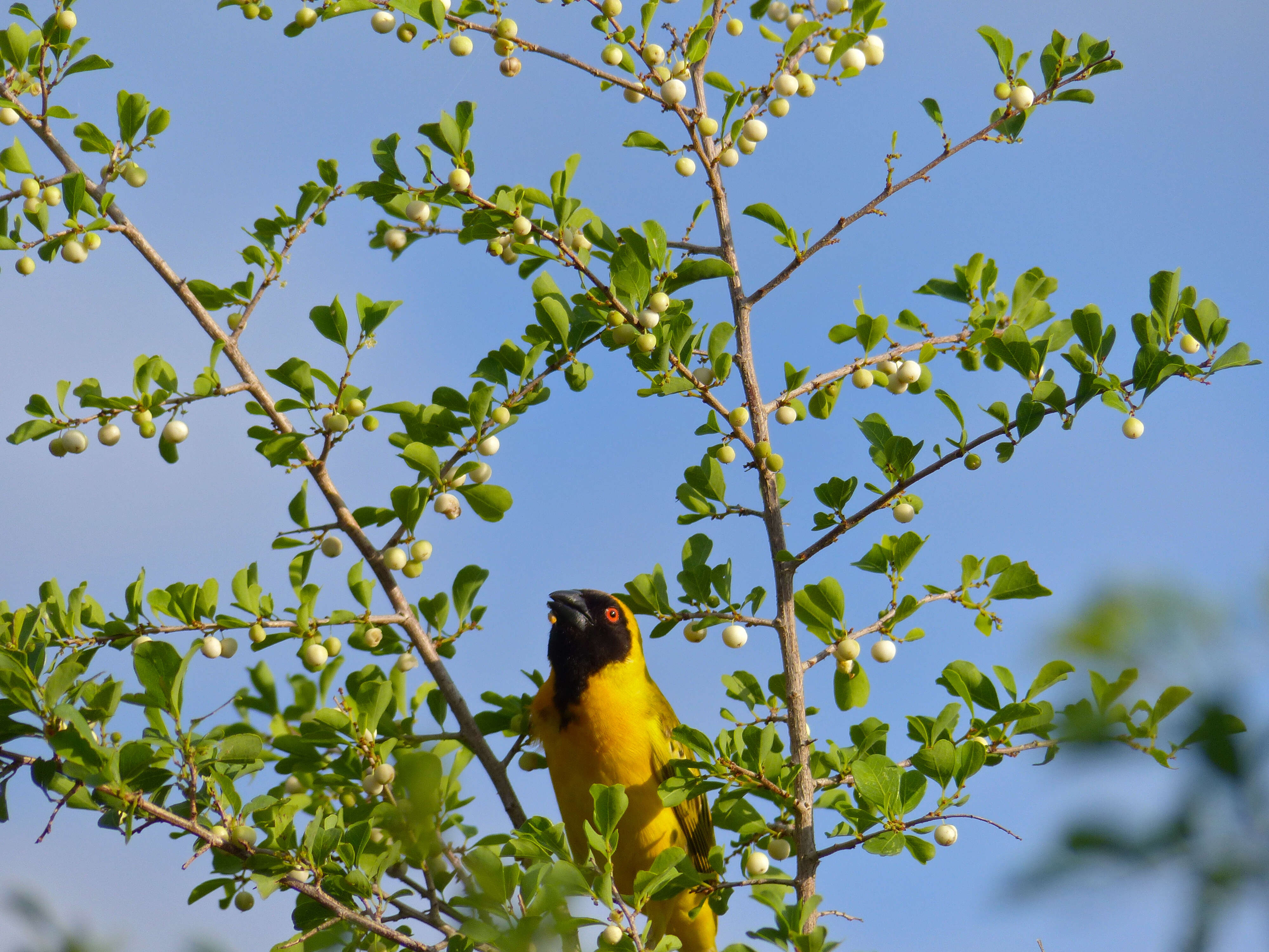 Image of African Masked Weaver