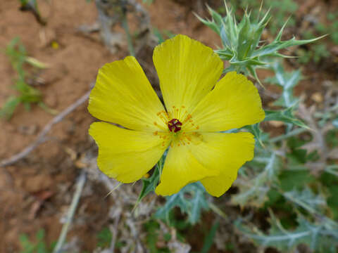 Image of Mexican pricklypoppy