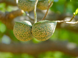 Image of Toad-tree