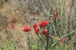 Imagem de Cadaba aphylla (Thunb.) Wild