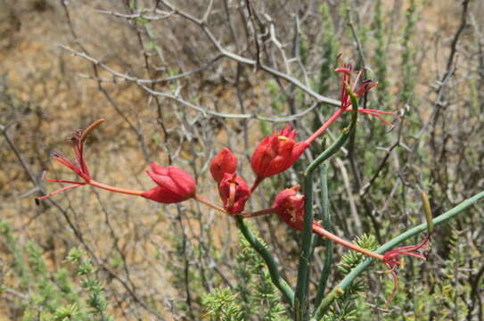 Image of Cadaba aphylla (Thunb.) Wild