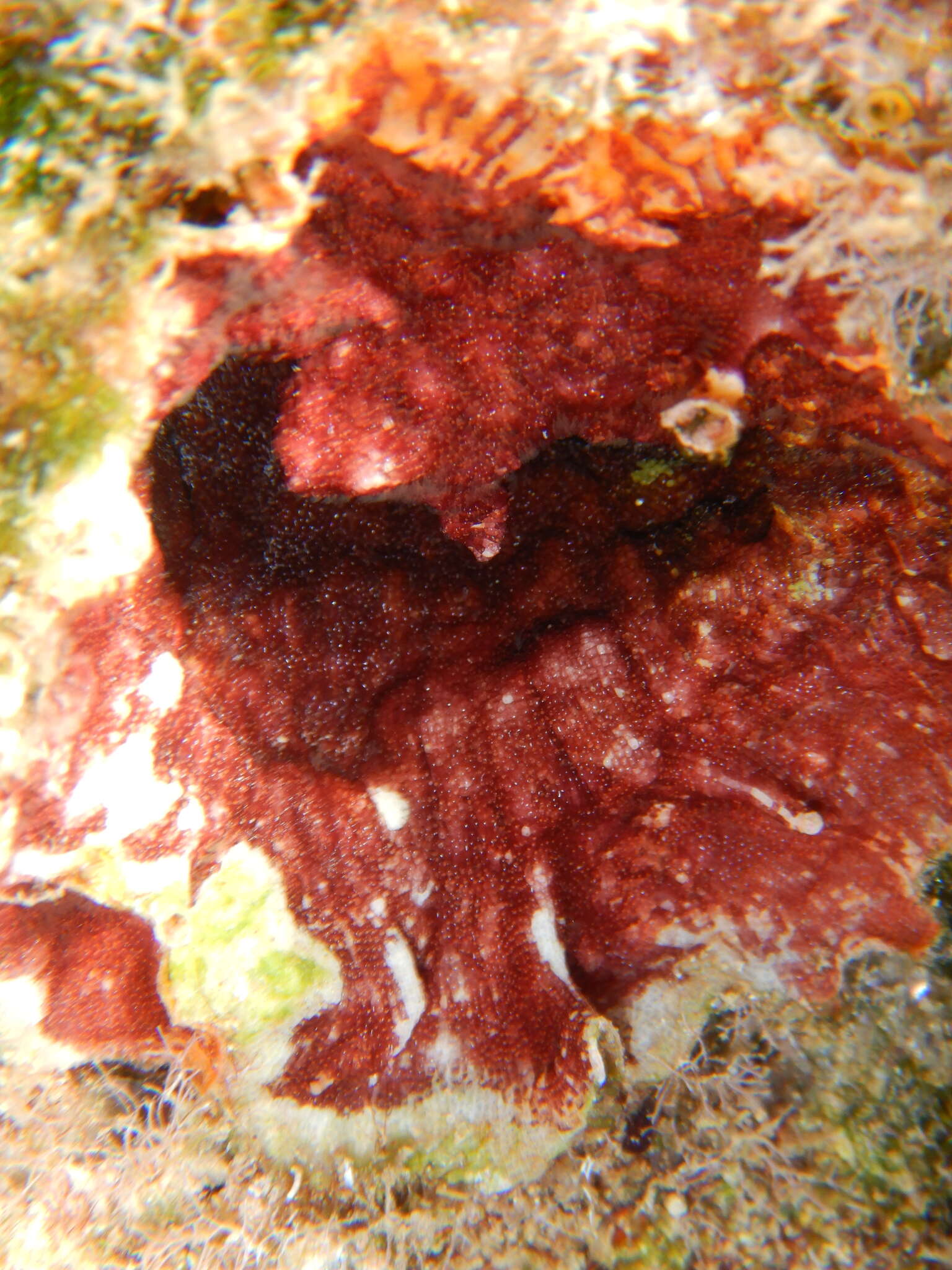 Image of blood-red encrusting bryozoan