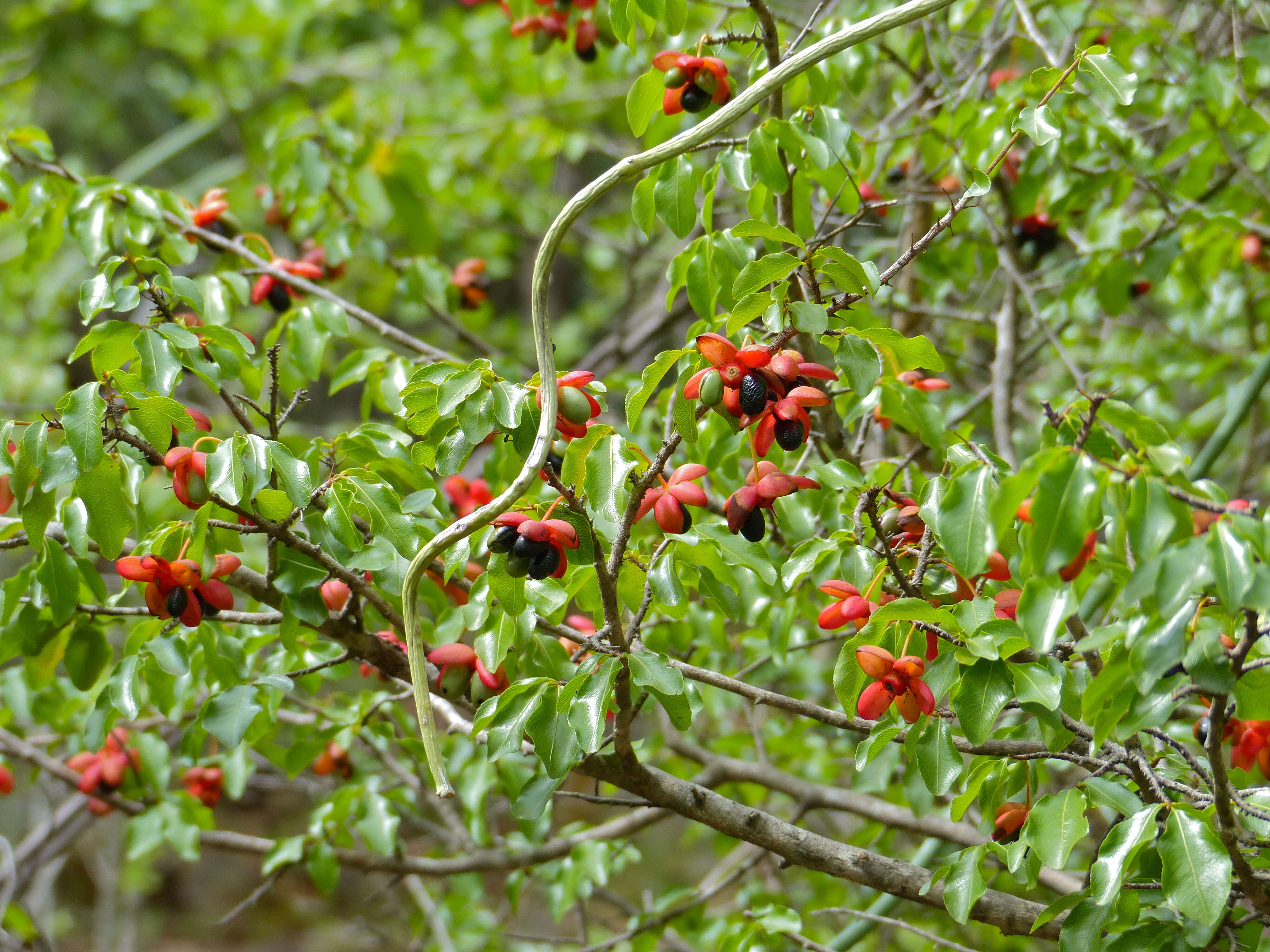 Image of Mickey Mouse plant