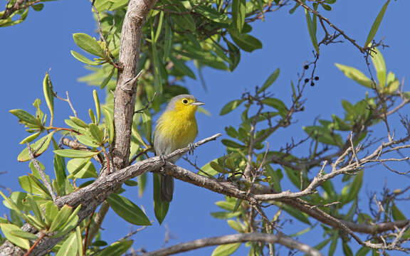 Image de Teretistris Cabanis 1855