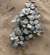 Image of Sand daisy