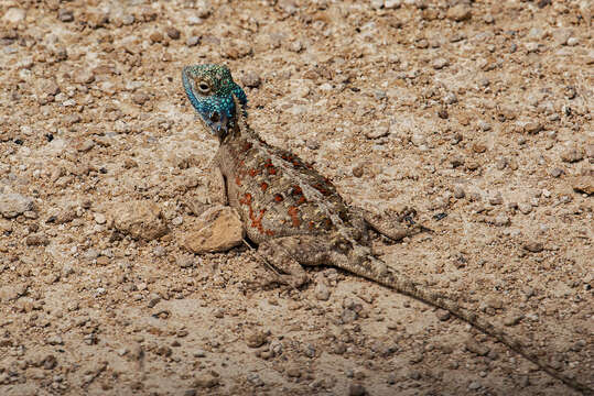 Image of Agama aculeata aculeata Merrem 1820