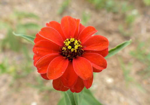 Image of Peruvian zinnia