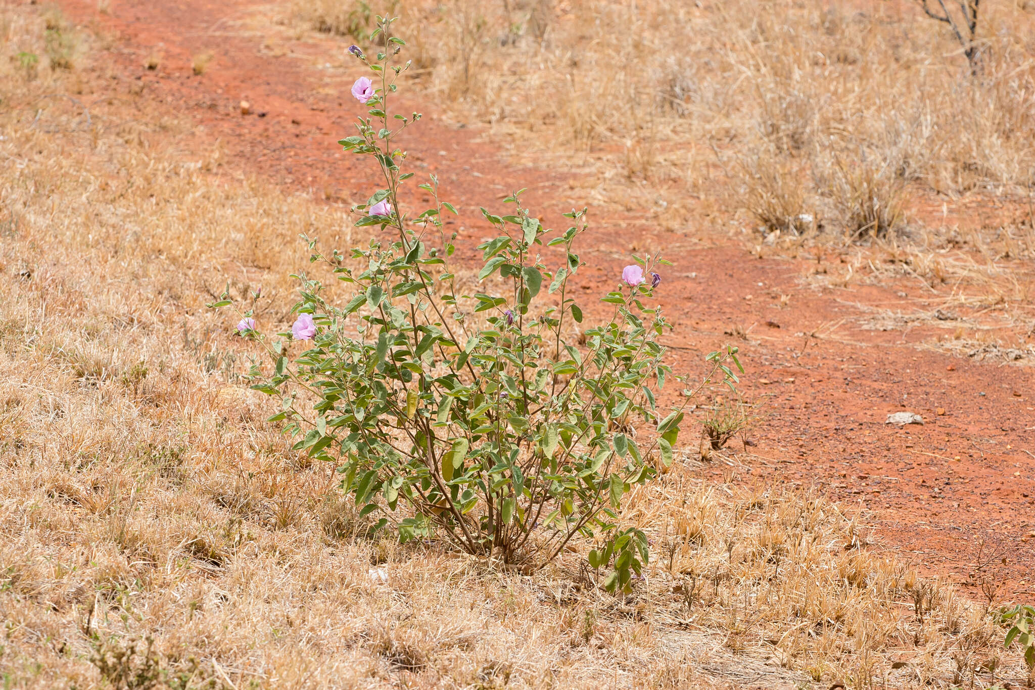 Image of Cienfuegosia australis (F. Müll.) K. Schum.