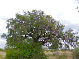 Слика од Cassia abbreviata Oliv.