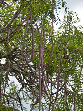 Image of long-pod-cassia