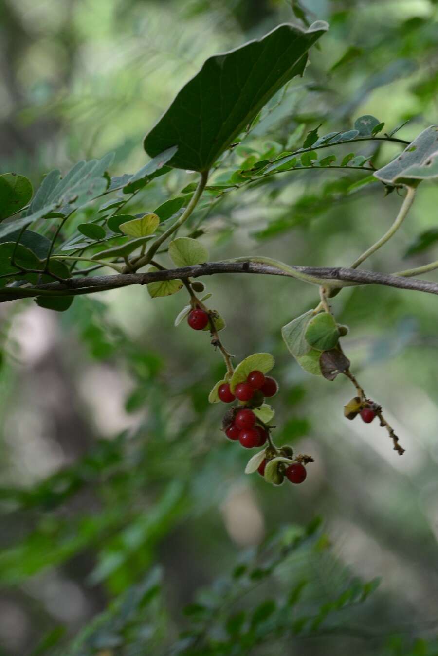 Sivun Cissampelos pareira L. kuva