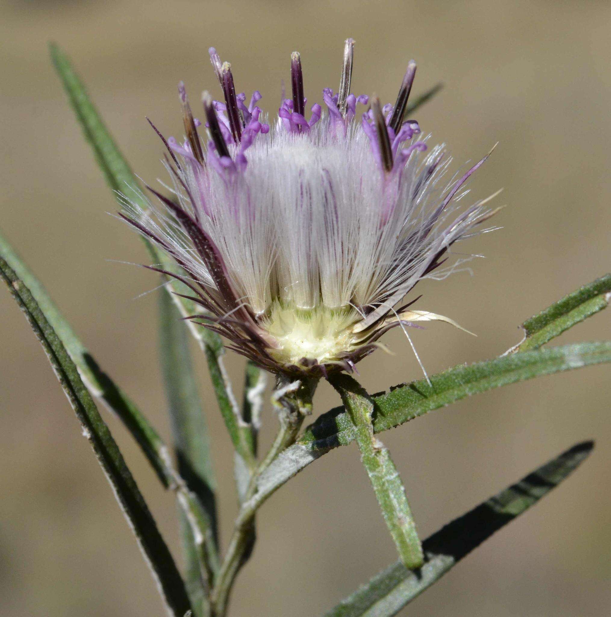 Image of Dicoma anomala subsp. anomala