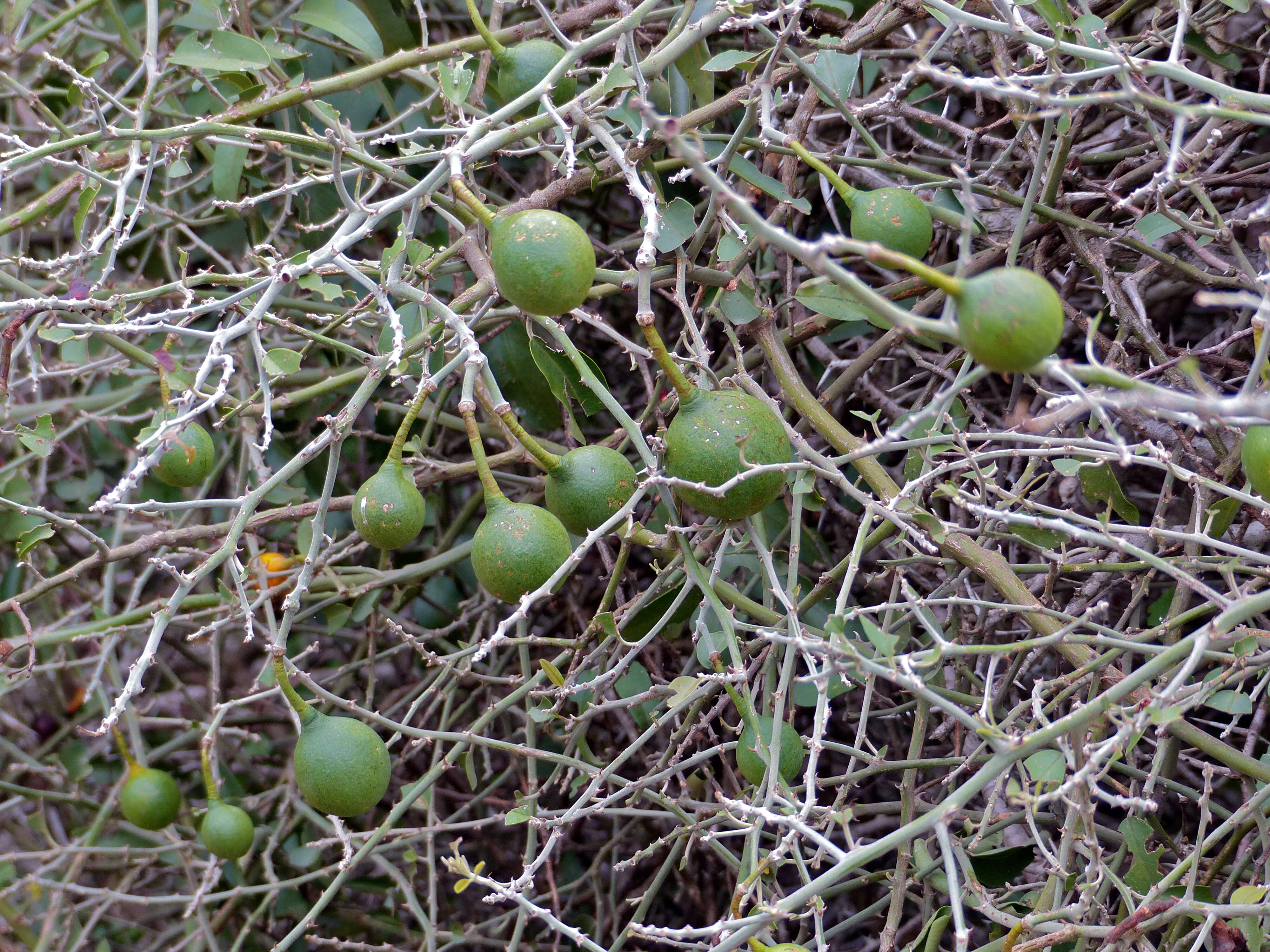 Image de Capparis tomentosa Lam.