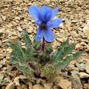 Imagem de Meconopsis rudis (Prain) Prain