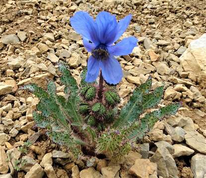 Image of Meconopsis rudis (Prain) Prain