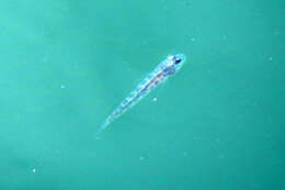 Image of Clown goby