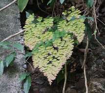 Adiantum amplum C. Presl的圖片