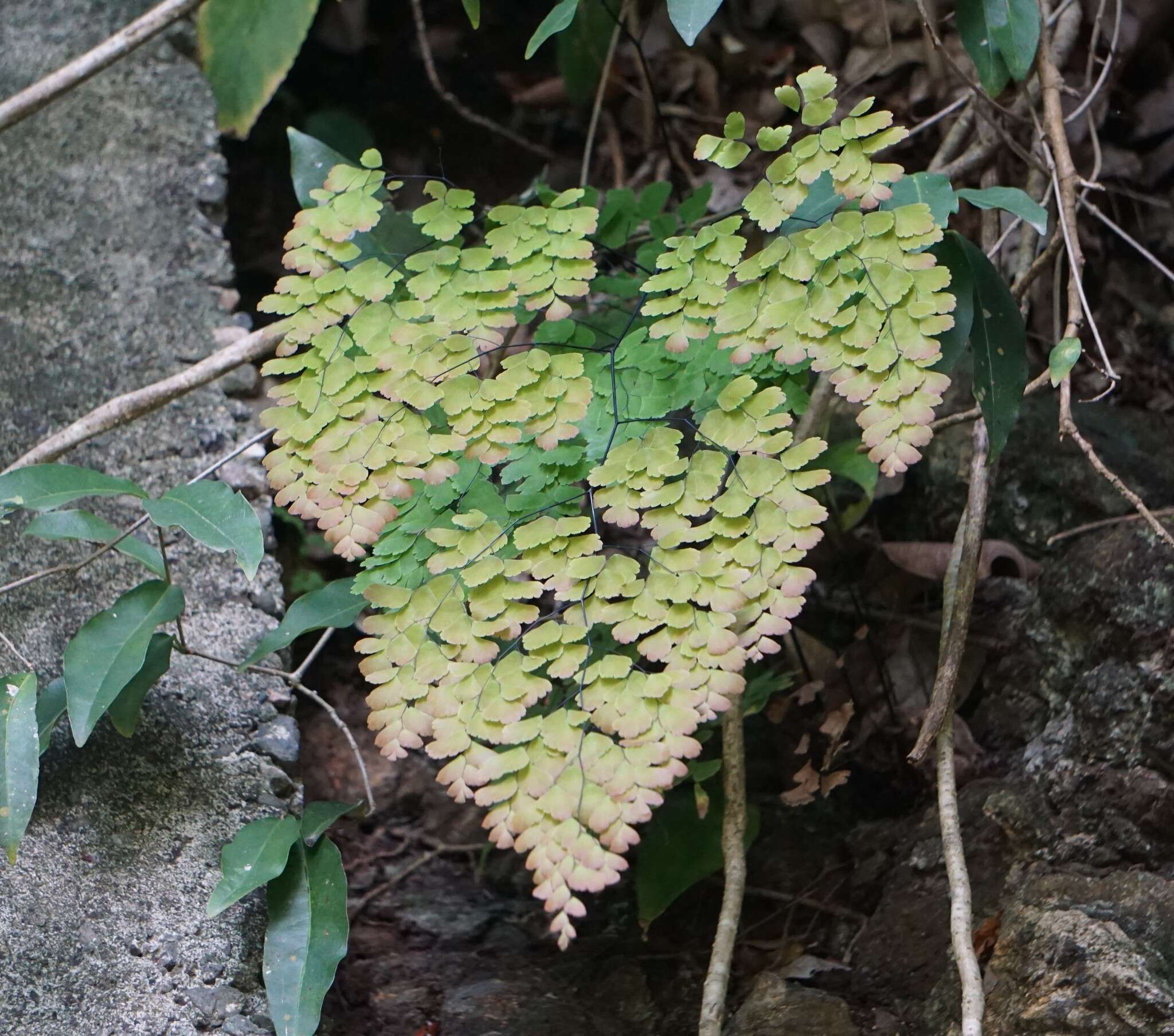 Adiantum amplum C. Presl的圖片