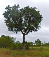 Image of marula