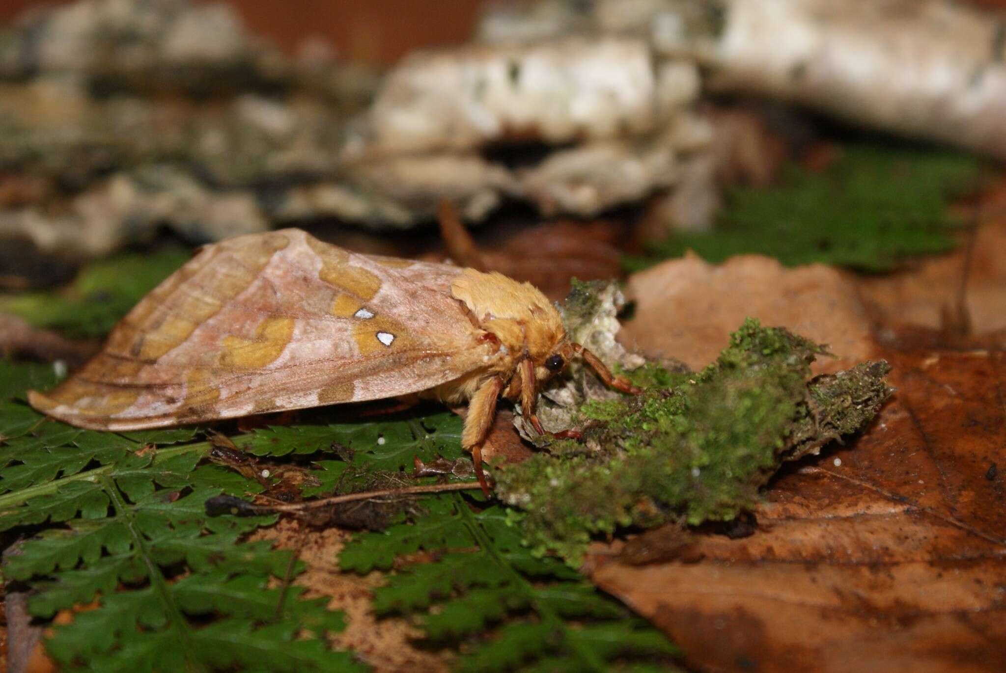 Image of Four-spotted Ghost Moth