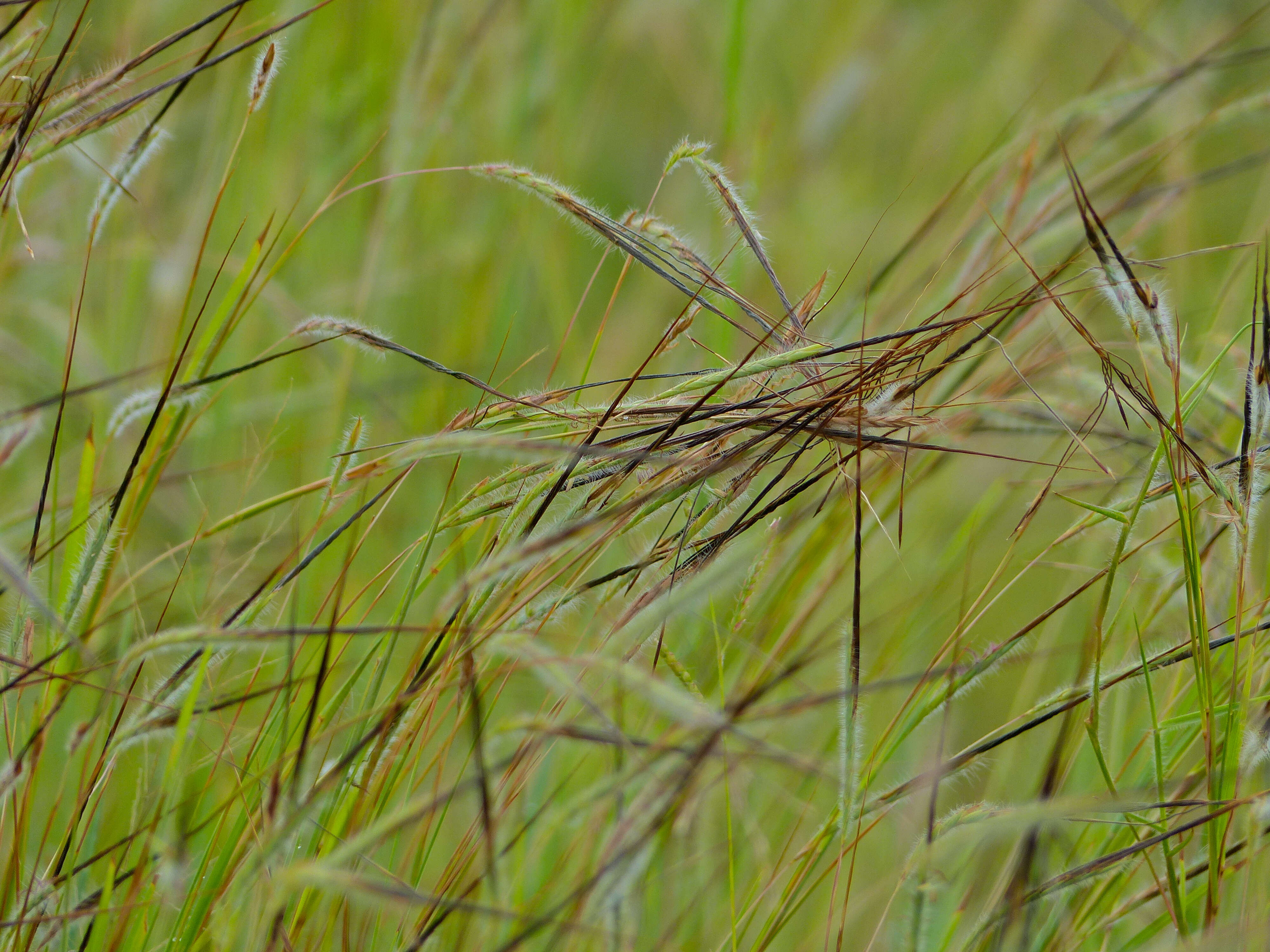 Слика од Heteropogon