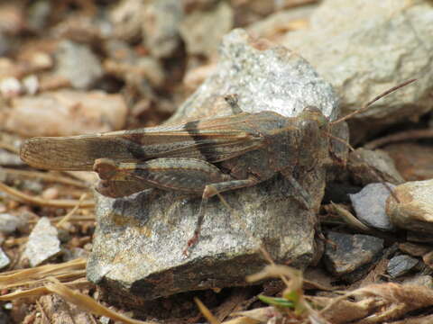 Image de Sphingonotus (Sphingonotus) lluciapomaresi (Defaut 2005)