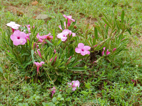 Image of Summer impala lily