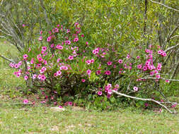 Image de Adenium obesum subsp. swazicum (Stapf) G. D. Rowley