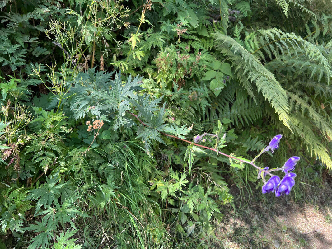 Слика од Aconitum degenii Gayer